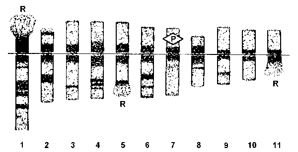 Preliminary polytene karyotype