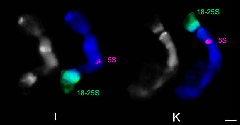 Co-localization of 5S and 18S-25S rDNA on Phaseolus polytene chromosomes by FISH