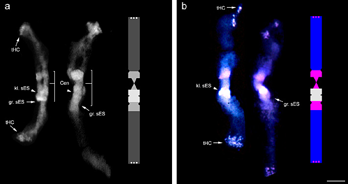 Phaseolus chromosome C
