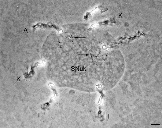 Nucleolus organizing region (NOR) of 6 Phaseolus polytene chromosomes forming a collecting nucleolus