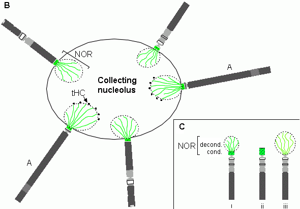 Schema of the collecting nucleolus of Phaseolus polytene chromosomes