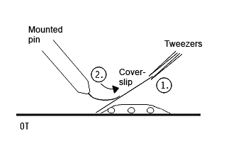 Squashing suspensor cells