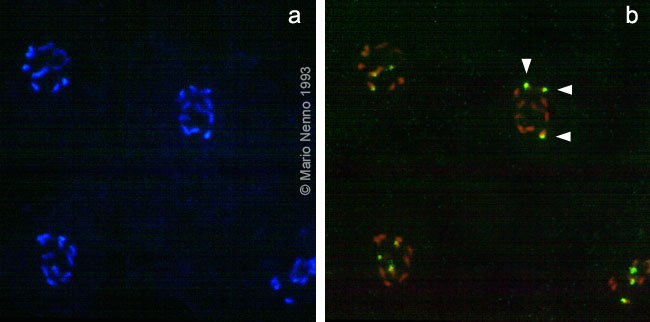 Meiosis with hybridization signals of FISH with 18S-25S rDNA probe on Phaseolus polytene chromosomes