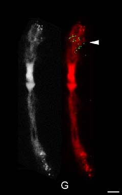 Hybridization signal of phaseolin gene probe after FISH on Phaseolus polytene chromosomes