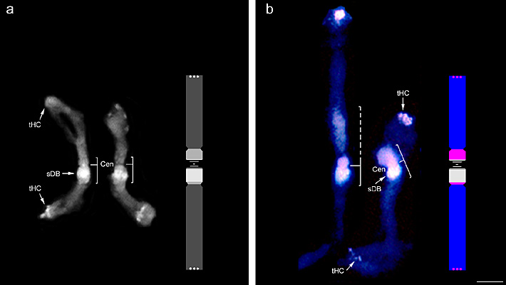 Phaseolus chromosome D