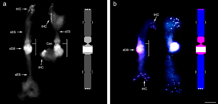 Phaseolus chromosome F