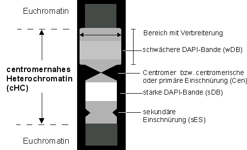 Centromernahes Heterochromatin von Phaseolus Polytänchromosomen