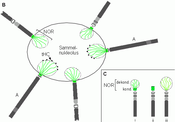 Schema eines Sammelnukleolus gebildet von Phaseolus Polytänchromosomen