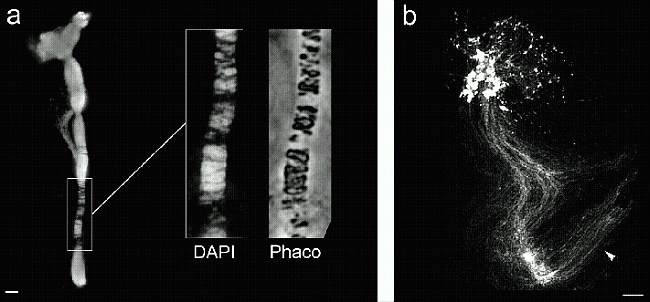 Polytene structures of Phaseolus polytene chromosomes