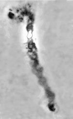Single chromosome