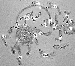 Nucleus