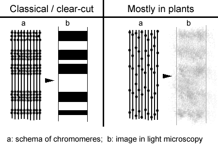 Difference in bandinging pattern